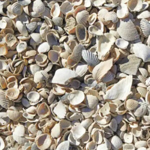 Sea Shells
