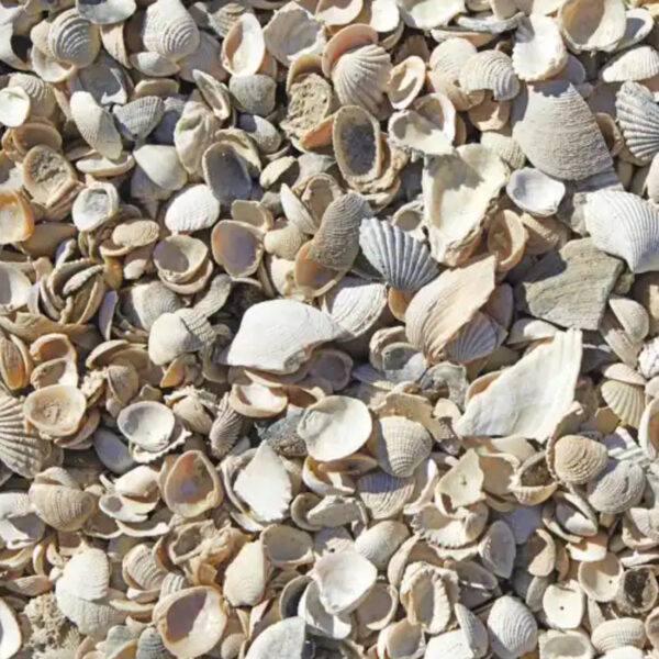 Sea Shells